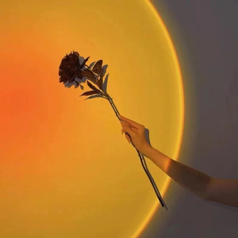 Fleur devant un halo lumineux jaune et orange sur un mur.